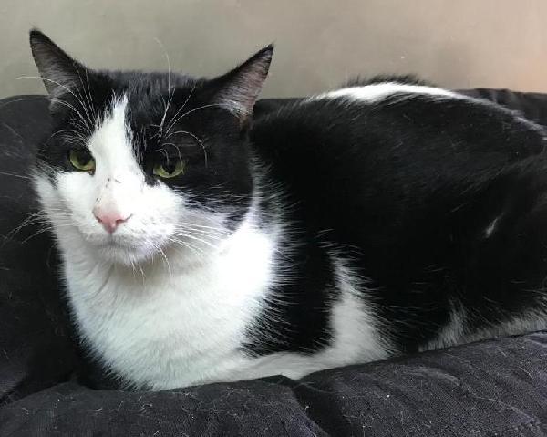 Boris bel gattone affettuoso e coccolone Foto 3